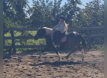 More ponies/small horses, Mare, 8 years, 12.2 hh, Pinto
