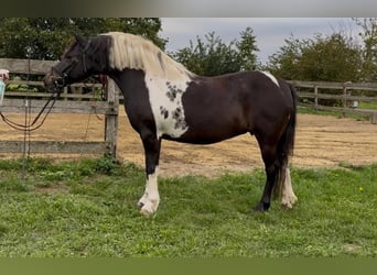 More ponies/small horses, Mare, 8 years, 12.2 hh, Pinto