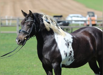 More ponies/small horses, Mare, 8 years, 12.2 hh, Pinto