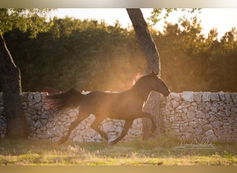 Murgese, Stallion, 3 years, 15.2 hh, Black Murgese, Stallion, 3 years, 15.2 hh, Black