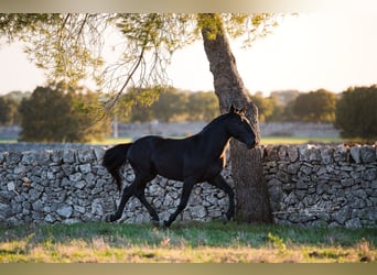 Murgese, Stallion, 3 years, 15.2 hh, Black Murgese, Stallion, 3 years, 15.2 hh, Black