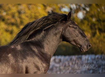 Murgese, Stallion, 3 years, 15.2 hh, Black Murgese, Stallion, 3 years, 15.2 hh, Black