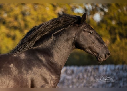 Murgese, Stallion, 3 years, 15.2 hh, Black Murgese, Stallion, 3 years, 15.2 hh, Black