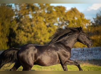 Murgese, Stallion, 3 years, 15.2 hh, Black Murgese, Stallion, 3 years, 15.2 hh, Black