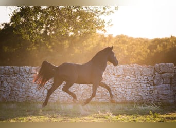 Murgese, Stallion, 3 years, 15.2 hh, Black Murgese, Stallion, 3 years, 15.2 hh, Black