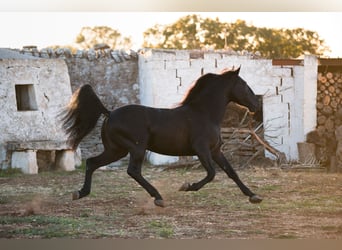 Murgese, Stallion, 3 years, 15.2 hh, Black Murgese, Stallion, 3 years, 15.2 hh, Black