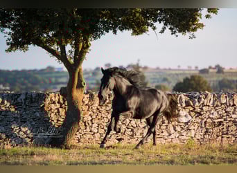 Murgese, Stallion, 3 years, 15.2 hh, Black Murgese, Stallion, 3 years, 15.2 hh, Black