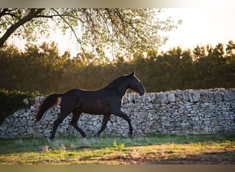 Murgese, Stallion, 3 years, 15.2 hh, Black Murgese, Stallion, 3 years, 15.2 hh, Black