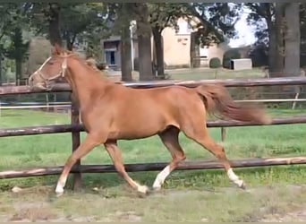NRPS, Mare, 2 years, 14.1 hh, Chestnut-Red