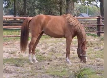 NRPS, Mare, 2 years, 14.1 hh, Chestnut-Red
