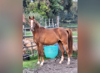 NRPS, Mare, 2 years, 14.1 hh, Chestnut-Red