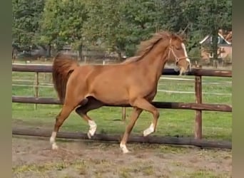 NRPS, Mare, 2 years, 14.1 hh, Chestnut-Red