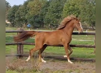 NRPS, Mare, 2 years, 14.1 hh, Chestnut-Red