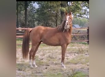 NRPS, Mare, 2 years, 14.1 hh, Chestnut-Red