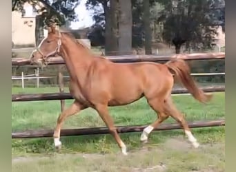 NRPS, Mare, 2 years, 14.1 hh, Chestnut-Red