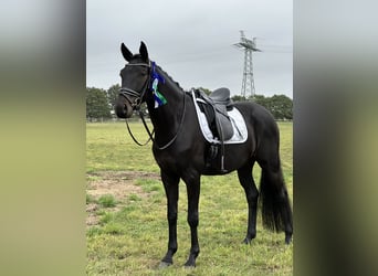 Oldenburg, Gelding, 5 years, 16.3 hh, Smoky-Black