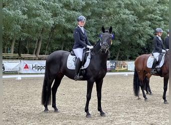 Oldenburg, Gelding, 5 years, 16.3 hh, Smoky-Black