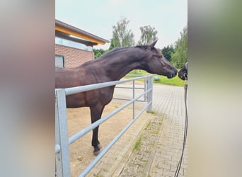 Oldenburg, Gelding, 5 years, 17 hh, Black