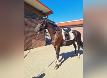 Oldenburg, Gelding, 5 years, 17 hh, Black