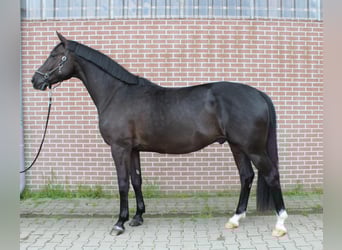 Oldenburg, Gelding, 5 years, 17 hh, Black