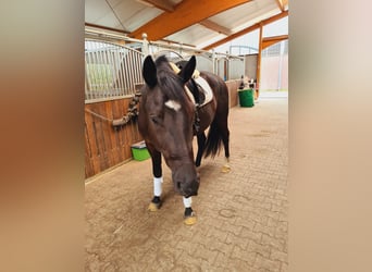 Oldenburg, Gelding, 5 years, 17 hh, Black