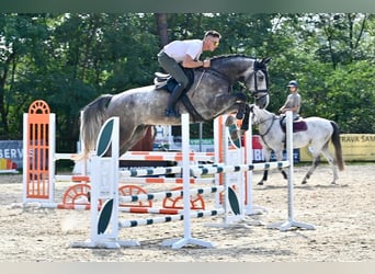 Oldenburg, Gelding, 5 years, 17 hh, Grey