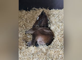 Oldenburg, Mare, Foal (05/2025), 16.2 hh