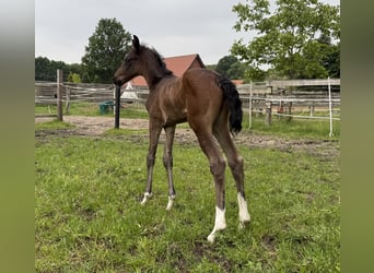 Oldenburg, Mare, Foal (05/2025), 16.2 hh
