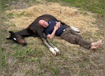 Oldenburg, Mare, Foal (05/2025), 16.2 hh