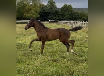 Oldenburg, Mare, Foal (05/2025), 16.2 hh