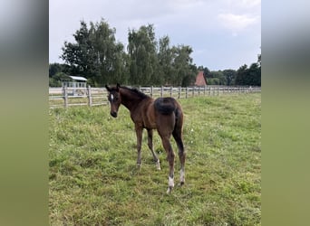 Oldenburg, Mare, Foal (05/2025), 16.2 hh