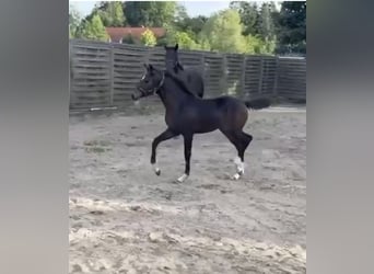 Oldenburg, Mare, Foal (05/2025), 16.2 hh