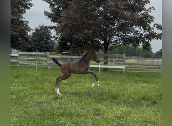 Oldenburg, Mare, Foal (05/2025), 16.2 hh
