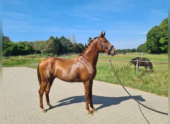 Oldenburg, Stallion, 3 years, 16.1 hh, Chestnut-Red