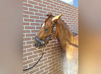 Oldenburg, Stallion, 3 years, 16.1 hh, Chestnut-Red