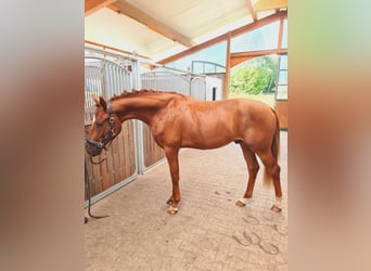 Oldenburg, Stallion, 3 years, 16.1 hh, Chestnut-Red