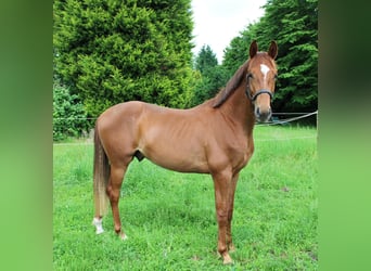 Oldenburg, Stallion, 3 years, 16.1 hh, Chestnut-Red