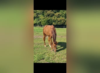 Oldenburg, Stallion, 3 years, 16.1 hh, Chestnut-Red