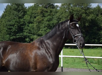 Other Warmbloods, Gelding, 10 years, 16.1 hh, Black