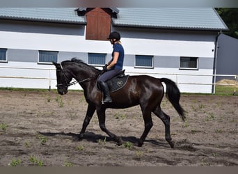 Other Warmbloods, Gelding, 10 years, 16.1 hh, Black