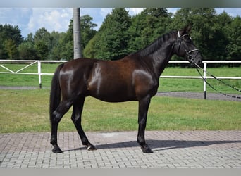 Other Warmbloods, Gelding, 10 years, 16.1 hh, Black