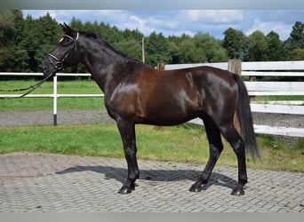 Other Warmbloods, Gelding, 10 years, 16.1 hh, Black