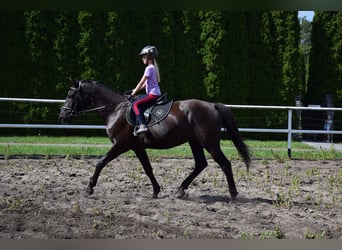 Other Warmbloods, Gelding, 10 years, 16.1 hh, Black