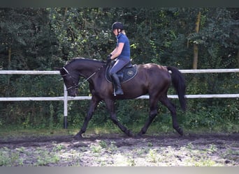 Other Warmbloods, Gelding, 10 years, 16.1 hh, Black