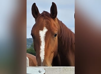 Other Warmbloods, Mare, 2 years, 16.1 hh, Chestnut-Red Other Warmbloods, Mare, 2 years, 16.1 hh, Chestnut-Red