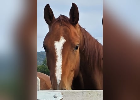 Other Warmbloods, Mare, 2 years, 16.1 hh, Chestnut-Red Other Warmbloods, Mare, 2 years, 16.1 hh, Chestnut-Red