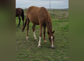 Other Warmbloods, Mare, 2 years, 16.1 hh, Chestnut-Red Other Warmbloods, Mare, 2 years, 16.1 hh, Chestnut-Red