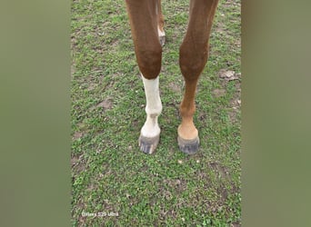 Other Warmbloods, Mare, 2 years, 16.1 hh, Chestnut-Red Other Warmbloods, Mare, 2 years, 16.1 hh, Chestnut-Red