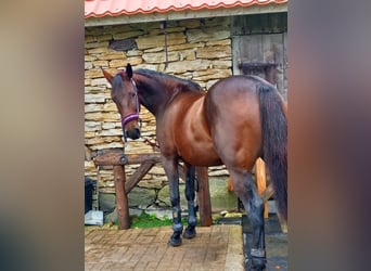 Other Warmbloods, Mare, 9 years, 16 hh, Bay