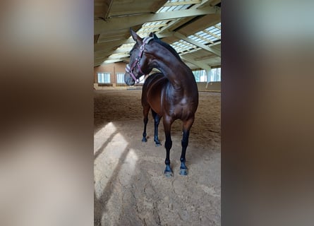 Other Warmbloods, Mare, 9 years, 16 hh, Bay